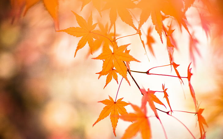 brown leaves, momiji, momiji, Momiji, brown, leaves, Maple, Japan, autumn  fall, orange, tamron, 90mm, macro, di, autumn, leaf, nature, tree, yellow, season, forest, orange Color, outdoors, maple Tree, red, branch, october, japanese Maple, gold Colored, plant, HD wallpaper