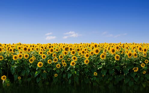  field, the sky, sunflower, HD wallpaper HD wallpaper