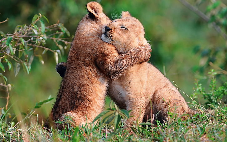 Baby Lions Hug, любовь, львы, детёныши, HD обои