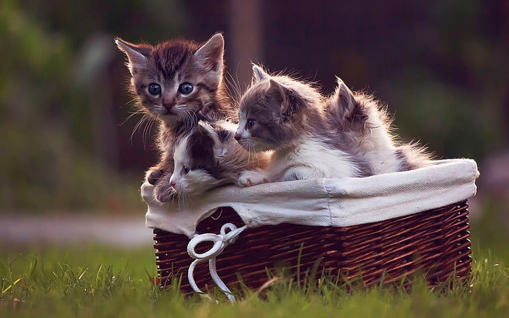 three gray short-coated kittens, animals, cat, kittens, baskets, grass, HD wallpaper