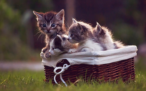 três gatinhos de pêlo curto cinza, animais, gato, gatinhos, cestas, grama, HD papel de parede HD wallpaper