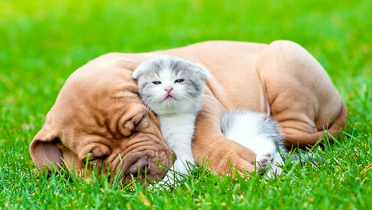 foto selektif fokus seekor anjing dan kitting berbaring di lapangan rumput hijau, anjing, anak kucing, 5k, Wallpaper HD