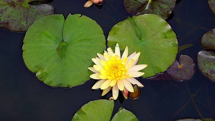 aquatic, aquatic plant, bloom, blooming, blossom, colorful, colors, environment, exotic, floating, flora, flower, garden pond, green, leaves, nature, outdoor, petals, pond, pool, purple, water, waterlily, yellow, HD wallpaper