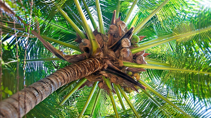 green coconut tree, palm tree, trunk, cocoes, fruits, branches, from below, HD wallpaper