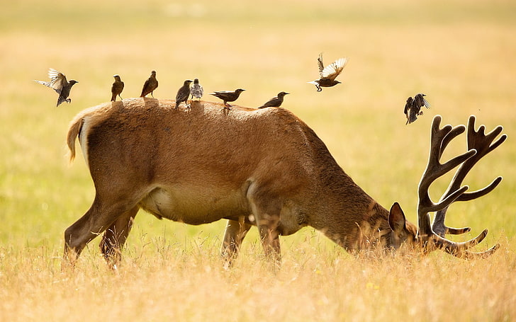 brown buck, deer, birds, grass, nature, friendship, HD wallpaper
