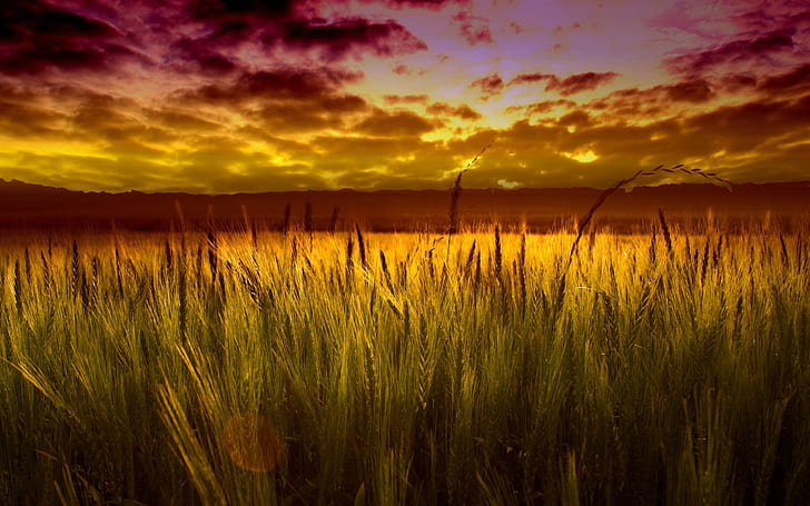 Закат сияет над полем золотой пшеницы Пейзаж Широкий Hd Обои 221913, HD обои