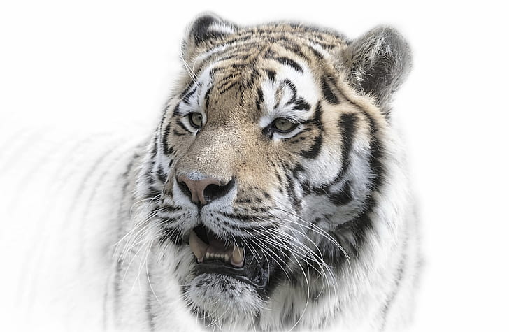 big cats, animals, tiger, HD wallpaper
