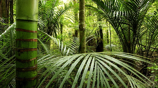 vegetação, natureza, floresta, árvore, selva, palmeira, floresta tropical, trópicos, planta, HD papel de parede HD wallpaper