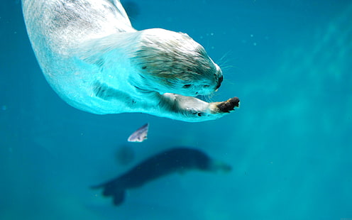 Lontra-marinha nadando, leão-marinho, lontra, animal, mar, HD papel de parede HD wallpaper