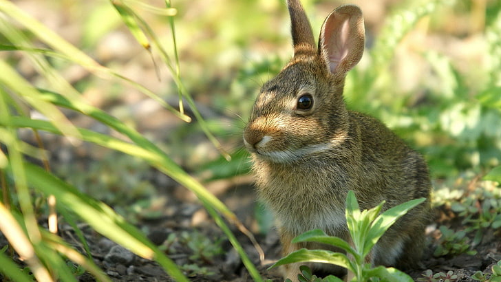brown bunny, grass, shadow, ears, bunny, face, HD wallpaper