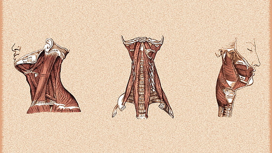 three brown illustrations, anatomy, muscles, medicine, HD wallpaper HD wallpaper