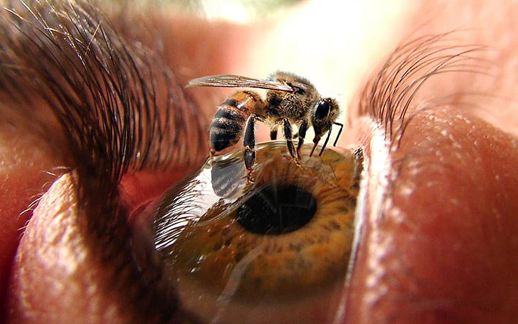 ojo de abeja No parpadee Animales Otro HD Art, abeja, ojo, pestañas, pupila, Fondo de pantalla HD