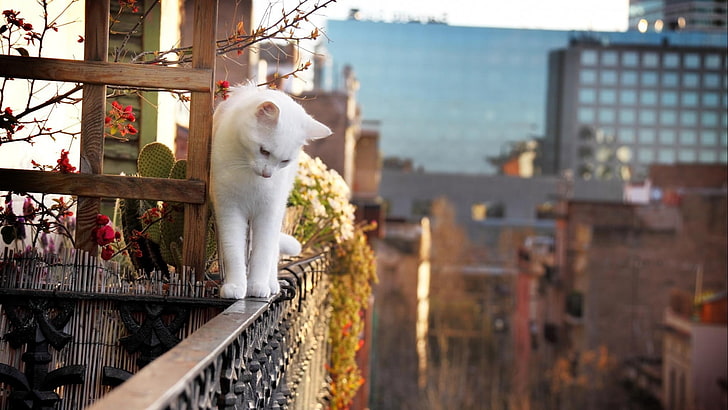 chat blanc à fourrure courte, chat, blanc, profondeur de champ, balcon, plantes, animaux, ville, Fond d'écran HD