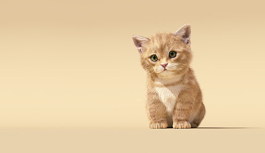 動物、赤ちゃん、猫、かわいい、子猫、ペット、 HDデスクトップの壁紙 HD wallpaper