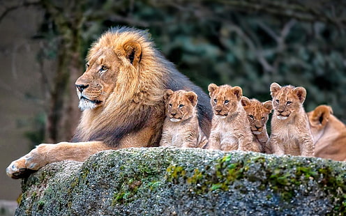 lion and baby lions, lion, nature, animals, baby animals, HD wallpaper HD wallpaper