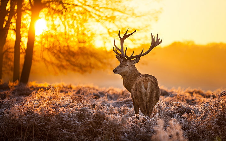animals, Deer, landscape, Mammals, nature, sunlight, HD wallpaper