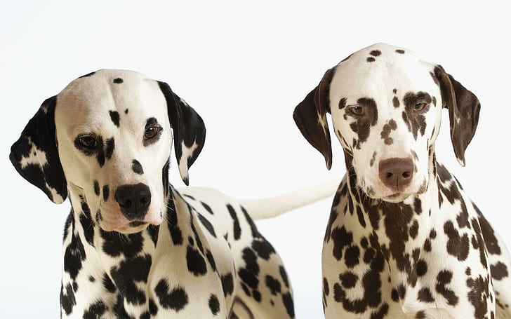 Dalmatians, dalmatian, puppy, cute, loyal, animal, animals, HD wallpaper