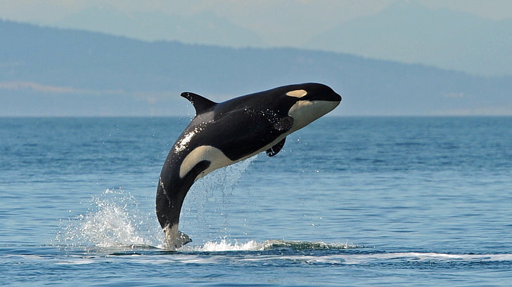 Animales, ballena, Orca, Santando, Tapety HD