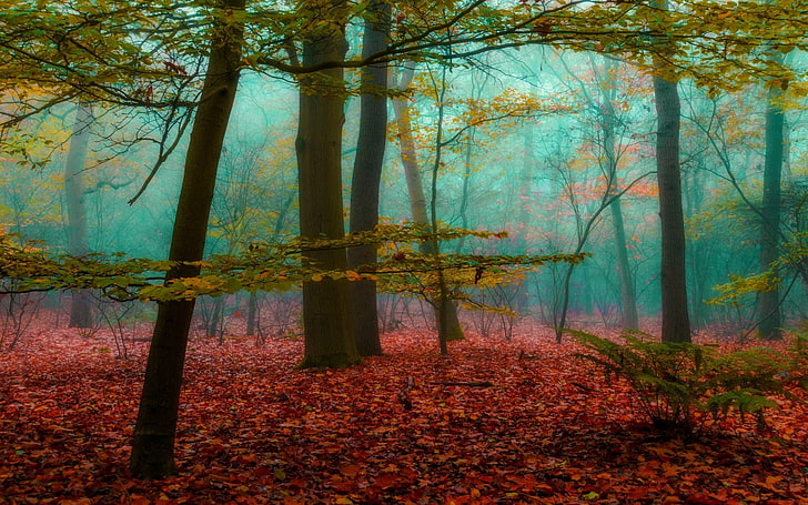 magia, bosque, niebla, naturaleza, hojas, madera, paisaje, árboles, otoño, luz solar, Fondo de pantalla HD