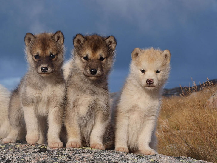 cute, dogs, expensive, greenland, natural, puppies, sled dogs, sweet, HD wallpaper