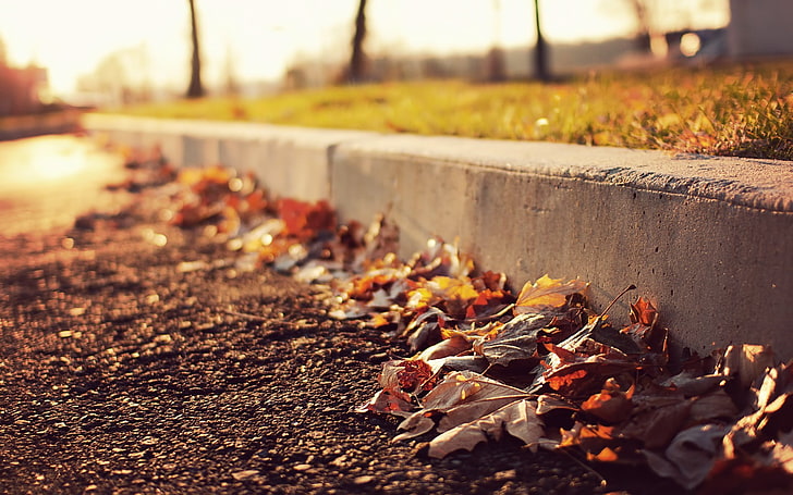cornice in legno marrone e nero, foglie, urbano, autunno, Sfondo HD