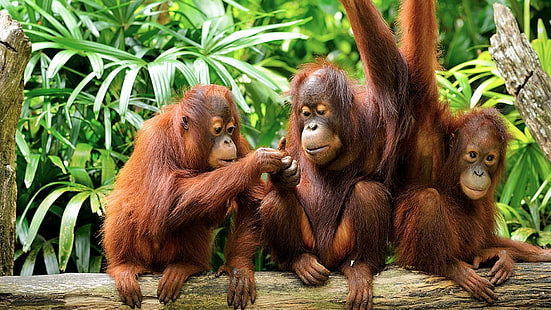Małpy, orangutan, zwierzę, niemowlę, słodkie, naczelne, dzikie zwierzęta, Tapety HD HD wallpaper
