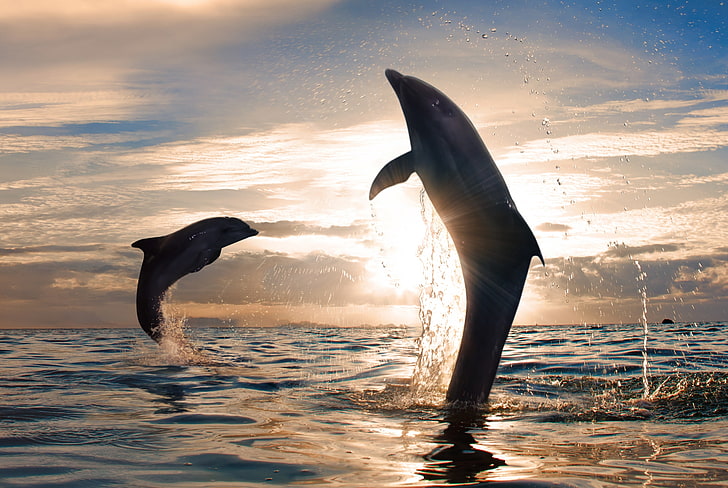 dauphins dansants fond d'écran, mer, ciel, soleil, nuages, coucher de soleil, nature, ciel, beau, soleil, sauter, éclaboussure d'eau, dauphins espiègles, Fond d'écran HD