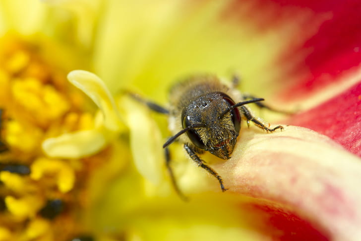 macro photography of bee on flower, Portrait, macro photography, Leaf-cutter Bee, Dahlia, Canon 7D, Canon EF, f/2, USM, Outdoors, Peterborough, UK, Valentine, Yellow, Flower, DOF, Bokeh, Manic, insect, nature, macro, animal, close-up, bee, HD wallpaper