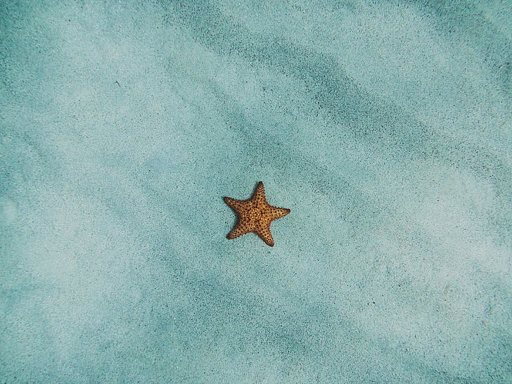 ikan bintang coklat, bintang laut, pasir, permukaan, Wallpaper HD