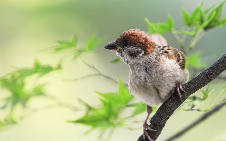 house sparrow, sparrow, bird, branches, leaves, sit, HD wallpaper