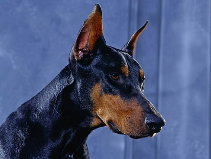 Dobermann pinscher, HD-Hintergrundbild HD wallpaper