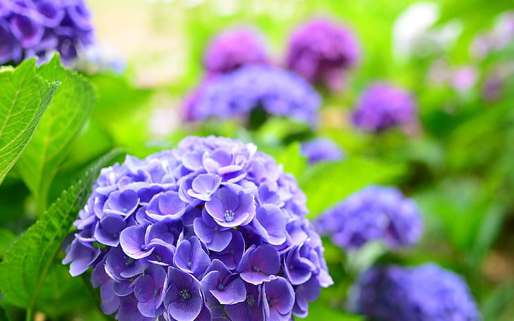 Blaue Hortensie, Frühling, Blau, Hortensie, Frühling, HD-Hintergrundbild