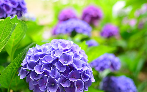 Hortensia bleu, printemps, Bleu, Hortensia, printemps, Fond d'écran HD HD wallpaper