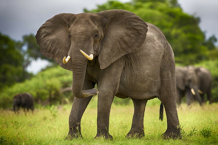 Africa elephants, grey elephant, animals, elephant tusks, elephants, savannah, Africa, HD wallpaper