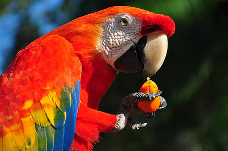 tropical bird, Macaw parrot, HD wallpaper HD wallpaper