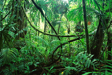 jungle photography picture, HD wallpaper HD wallpaper