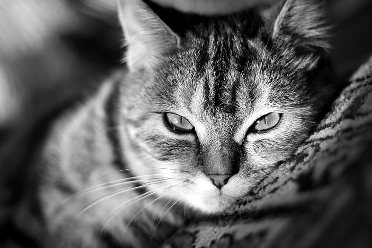 Adult Tabby-Katze, Katze, Schnurrbart, Blick, Gesicht, Tapete, Nase, Boden, Kitty, Kote, Palace, HD-Hintergrundbild