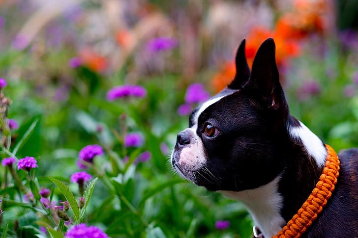 face, flowers, portrait, dog, profile, collar, bokeh, Boston Terrier, HD wallpaper