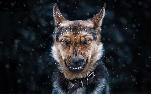 berger allemand adulte noir et feu, chien, neige, berger allemand, Fond d'écran HD HD wallpaper