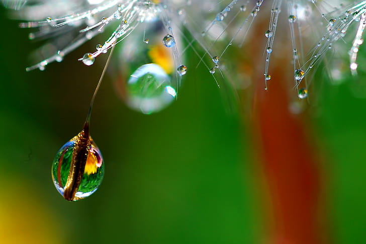 selective focus photography of water drop let, angle, selective focus, photography, water drop, waterdrop, drops, refraction, macro, nature, BRAVO, drop, dew, spider Web, wet, spider, close-up, green Color, raindrop, grass, leaf, summer, plant, freshness, rain, water, HD wallpaper