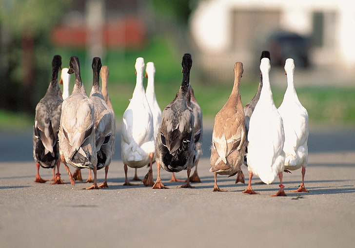 flock of geese, geese, flock, asphalt, HD wallpaper