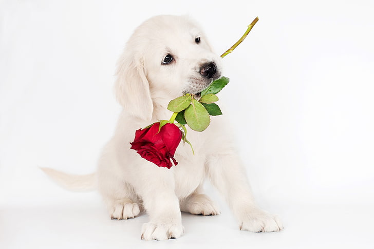 light golden retriever puppy, photo, Rose, Dog, Puppy, Animals, Retriever, HD wallpaper