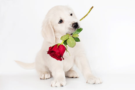 светло-золотистый ретривер, фото, роза, собака, щенок, животные, ретривер, HD обои HD wallpaper