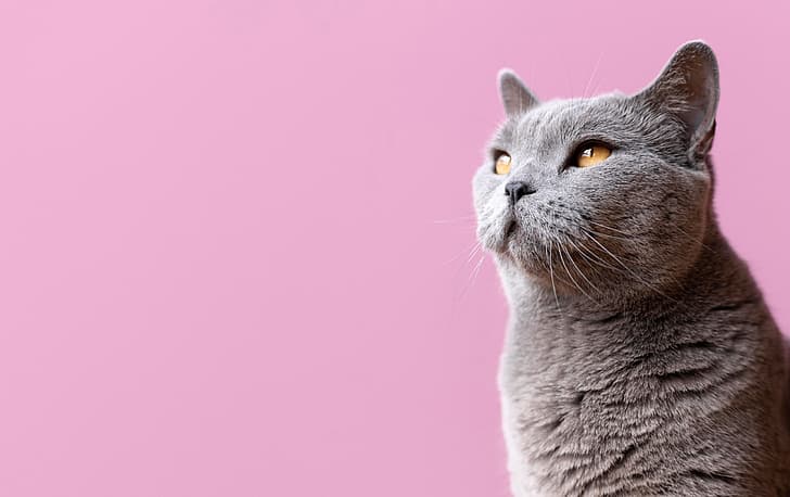 кошка, взгляд, серый, мордочка, розовый фон, британская короткошерстная кошка, HD обои