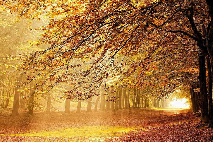 wallpaer pohon krem, hutan musim gugur, hutan, musim gugur, sinar matahari, kabut, pohon, Belanda, sinar matahari, jalan, kuning, oranye, alam, pemandangan, Wallpaper HD
