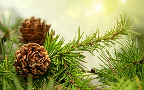 brown female pine cone, nature, macro, pine cones, plants, HD wallpaper HD wallpaper