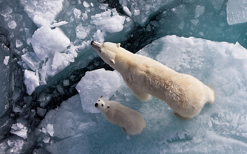 two polar bears, polar bears, cubs, ice, looking up, baby animals, animals, Arctic, HD wallpaper HD wallpaper