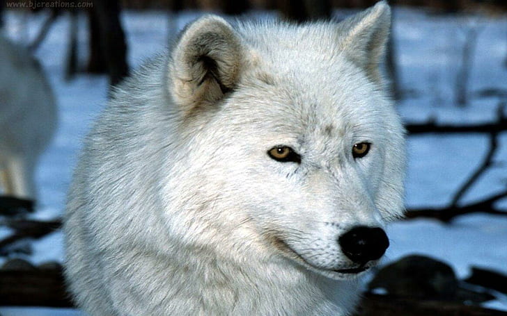 Um lobo de presa branca, lobo, presa, fofo, branco, animais, HD papel de parede