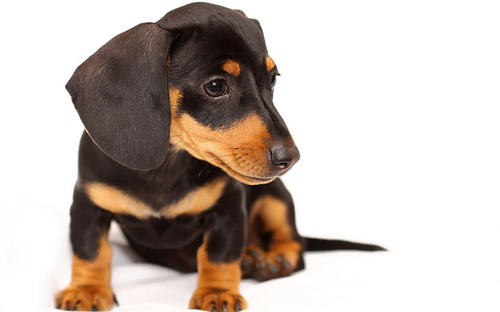 black and gold dachshund puppy, dog, puppy, snout, ears, sitting, small, HD wallpaper