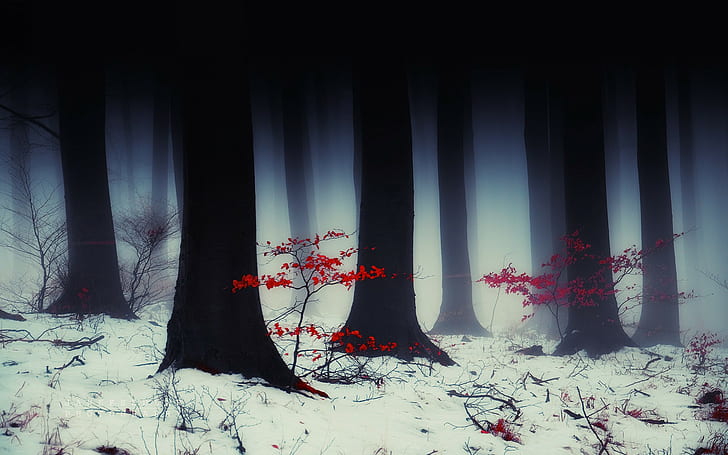 ต้นไม้ป่าหิมะฤดูหนาว HD, ดอกไม้สีแดง, ธรรมชาติ, ต้นไม้, หิมะ, ป่า, ฤดูหนาว, วอลล์เปเปอร์ HD
